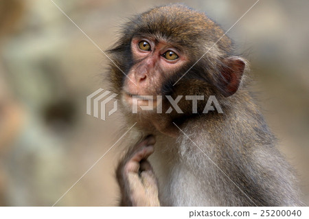 Japanese monkey from Kokushima 25200040