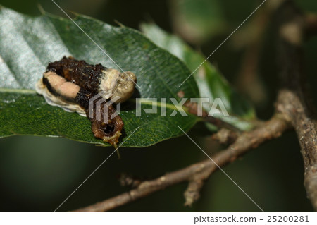 I think that if you mimic the living thing Insect Skechakigiba, a bird's droppings, you do not need a thorns of the buttocks I think that if you mimic the living thing Insect Skechakigiba, a bird's droppings, you do not need a thorns of the buttocks 25200281