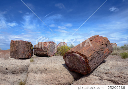 Petrified wood in desert Petrified wood in desert 25200286