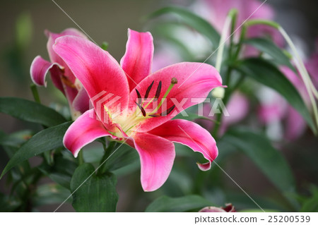 百合花 百合花 25200539