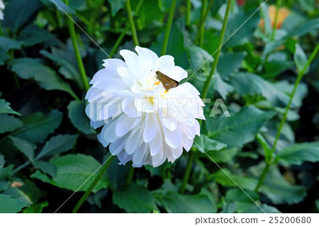 White dahlia and butterflies of Aeon hydrophilic park 25200680