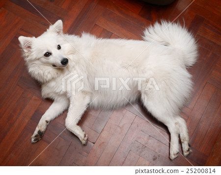 Japanese Spitz Japanese Spitz 25200814