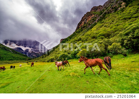 horse eating grass on Chongu pasture in Yading horse eating grass on Chongu pasture in Yading 25201064