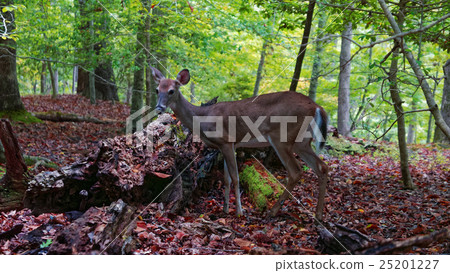 A deer A deer 25201227