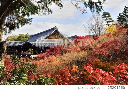 Tofukuji Tsutenbashi Autumn Leaves Tofukuji Tsutenbashi Autumn Leaves 25201260