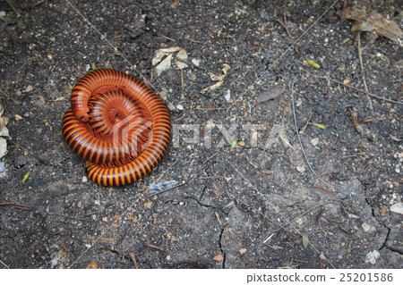 Mating of red millipedes, Bangkok, Thailand. Mating of red millipedes, Bangkok, Thailand. 25201586