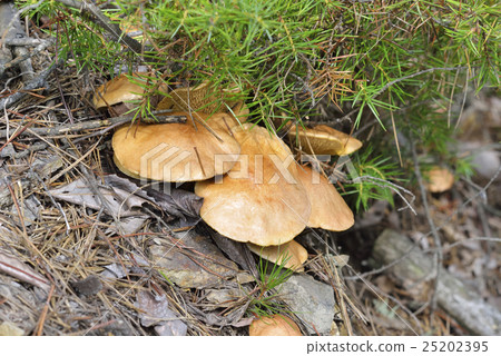 乳牛肝菌 25202395