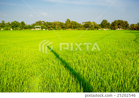 Rice field in Tan An, Long An, Vietnam Rice field in Tan An, Long An, Vietnam 25202546