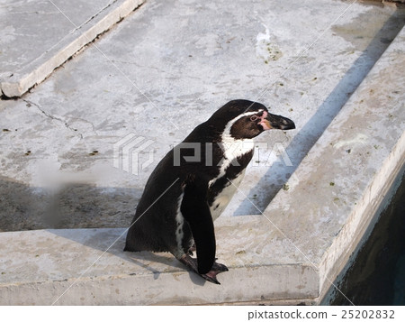 可愛的企鵝 25202832