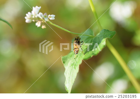Flower beside a flower beside a flower buckwheat native honey insect white flower Autumn Flower beside a flower beside a flower buckwheat native honey insect white flower Autumn 25203195