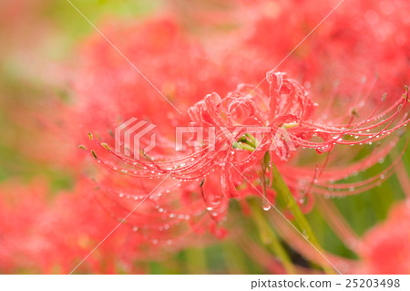 群集孤挺花 25203498