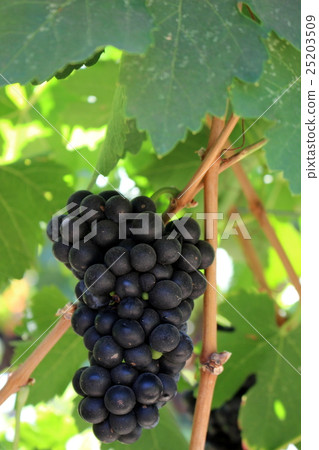 Napa Valley Winery Napa Valley Winery 25203509