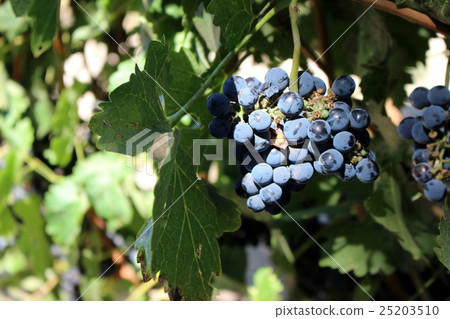 Napa Valley Winery Napa Valley Winery 25203510