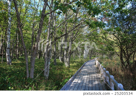 Senjogahara Nature Research Road (near Odashiro Igawa) Senjogahara Nature Research Road (near Odashiro Igawa) 25203534