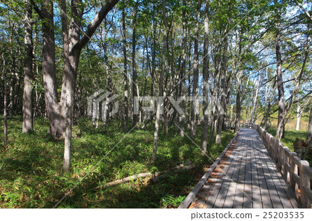 Senjogahara自然研究路(近田川田代) Senjogahara自然研究路(近田川田代) 25203535