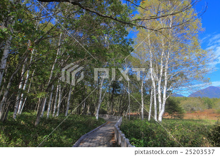 Senjogahara Nature Research Road (near Odashiro Igawa) Senjogahara Nature Research Road (near Odashiro Igawa) 25203537