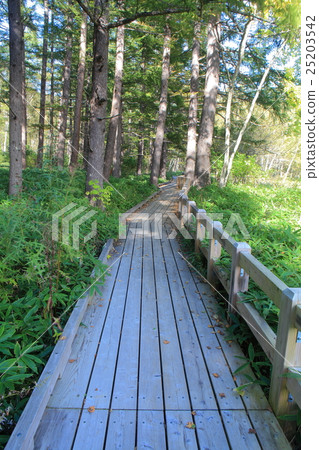 Senjogahara Nature Research Road Senjogahara Nature Research Road 25203542