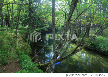 Senjogahara natural research road (Yukawa seen from Akanuma Bridge) Senjogahara natural research road (Yukawa seen from Akanuma Bridge) 25203557