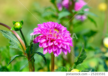 圖庫照片: dahlia on a background of flowerbeds.