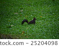 Ezolith 25204098