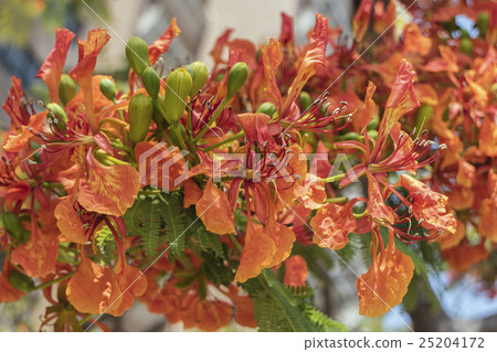 鳳凰木 25204172