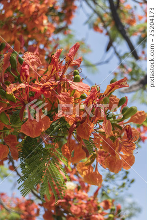 鳳凰木 25204173