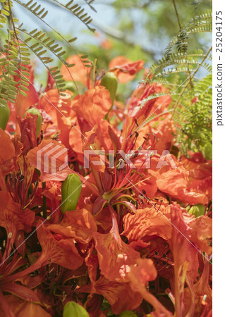 Poinciana Poinciana 25204175