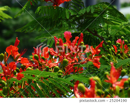 鳳凰木 25204190