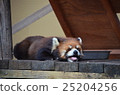 Lesser panda 25204256