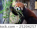 Lesser panda 25204257