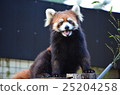 Lesser panda 25204258