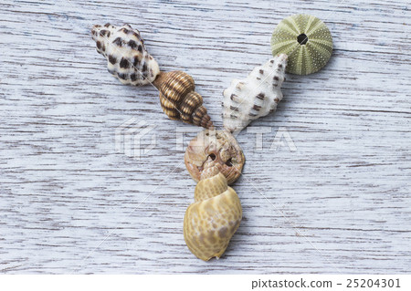 "Y" of alphabet made from shells 25204301