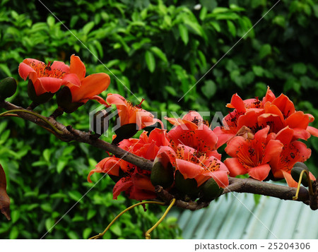 Kapok Kapok 25204306