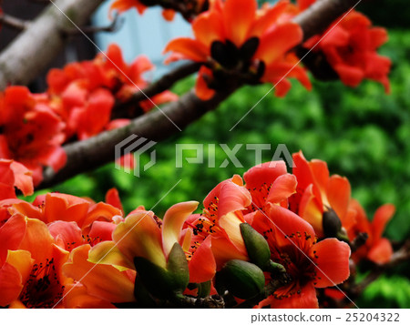 木棉花 25204322