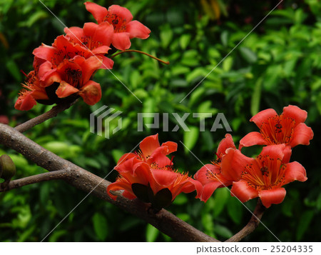 木棉花 木棉花 25204335