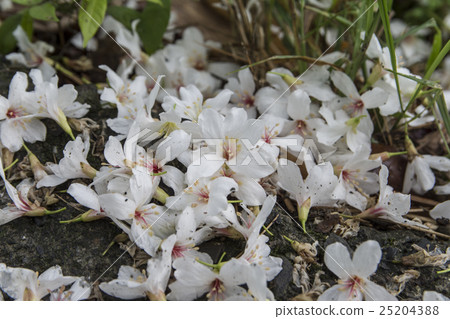 油桐花 25204388