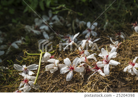 油桐花 照片素材 圖片 圖庫