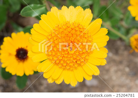 Gerbera Daisy yellow flower in flower garden Gerbera Daisy yellow flower in flower garden 25204781