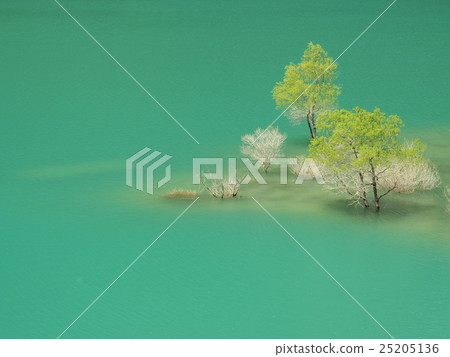 Tree standing on the lake 25205136