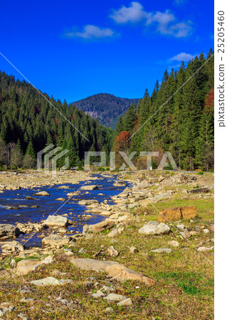river flows by rocky shore near the autumn forest 25205460