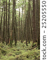 Moss forest 25205550