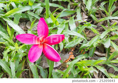 Single blossom sweet pink and violet purple 25205643