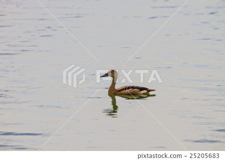 Lesser Whistling-ducks Dendrocygna javanica Lesser Whistling-ducks Dendrocygna javanica 25205683