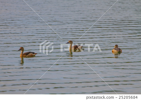 Lesser Whistling-ducks Dendrocygna javanica 25205684