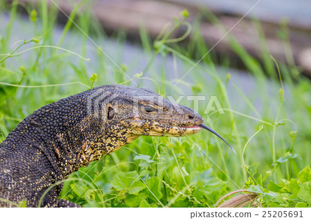 close up Water monitor lizard 25205691