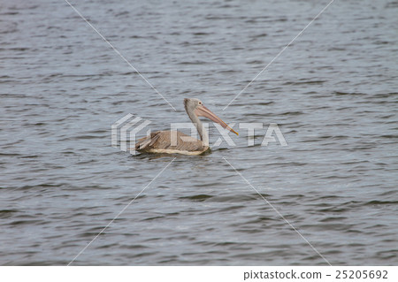 Spot-billed pelican( Pelecanus philippensis) 25205692