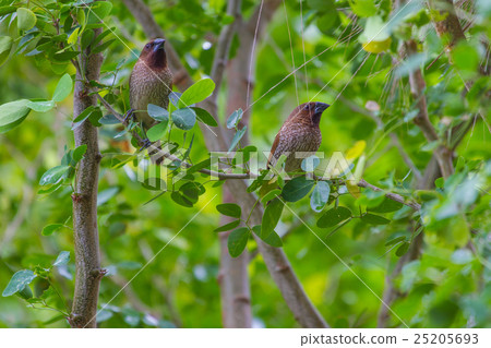 scaly breasted munia or spotted munia scaly breasted munia or spotted munia 25205693