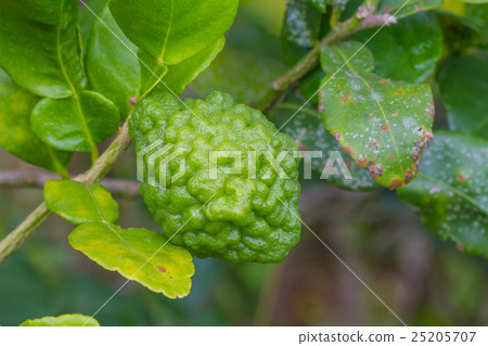 Leech lime or bergamot fruits on tree Leech lime or bergamot fruits on tree 25205707