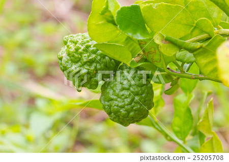 Leech lime or bergamot fruits on tree Leech lime or bergamot fruits on tree 25205708