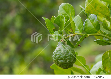 Leech lime or bergamot fruits on tree 25205709